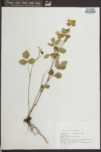 Rubus flagellaris image