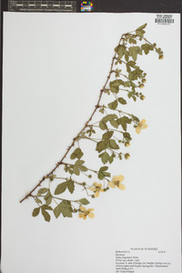 Rubus flagellaris image