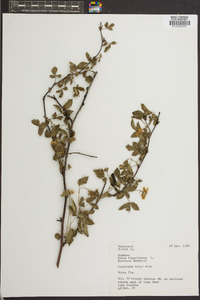 Rubus flagellaris image