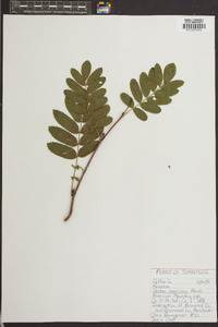 Sorbus americana image