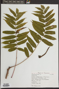 Sorbus americana image