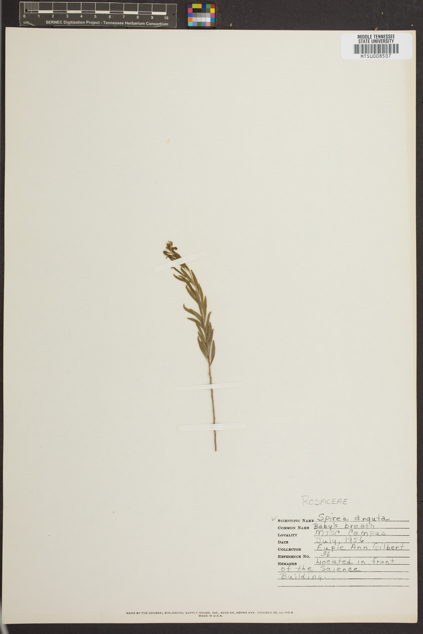 Spiraea arguta image