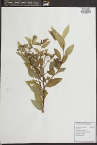 Spiraea japonica image