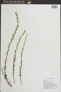 Spiraea trichocarpa image