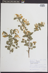 Spiraea × vanhouttei image