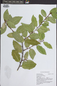 Elaeagnus pungens image