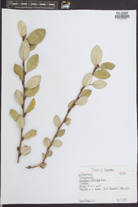 Elaeagnus x submacrophylla image