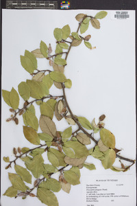 Elaeagnus pungens image