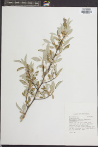 Elaeagnus pungens image