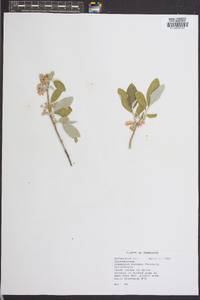 Elaeagnus pungens image