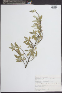 Elaeagnus commutata image