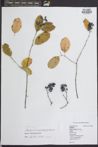 Berchemia scandens image