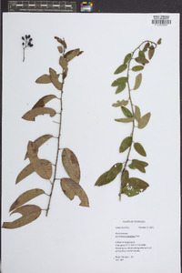 Berchemia scandens image