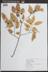 Celtis laevigata image