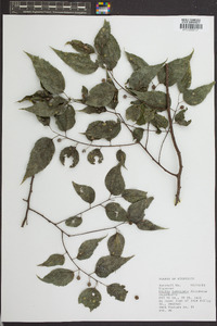 Celtis laevigata image