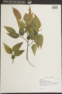 Celtis laevigata image