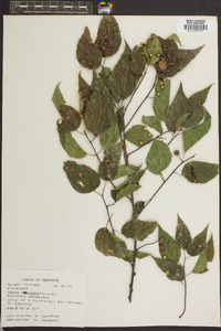 Celtis laevigata image