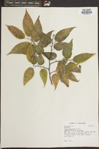 Celtis laevigata image