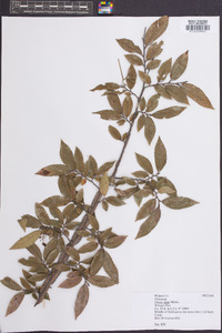 Ulmus alata image