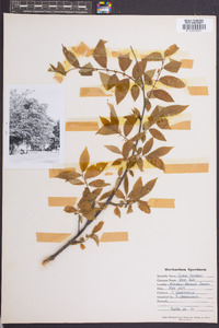 Ulmus thomasii image