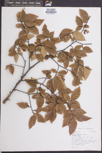 Ulmus alata image