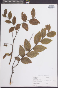 Ulmus alata image