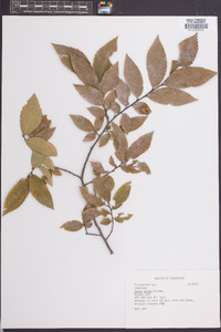 Ulmus alata image