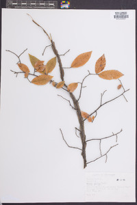 Ulmus alata image