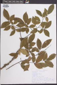 Ulmus alata image