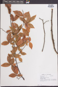 Ulmus alata image