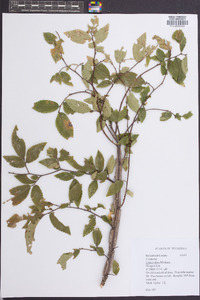 Ulmus alata image