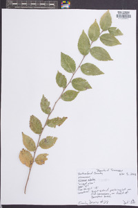 Ulmus alata image