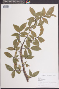 Ulmus alata image