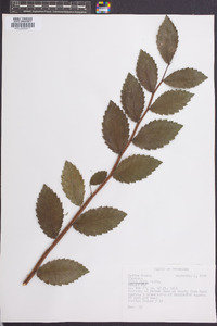 Ulmus alata image