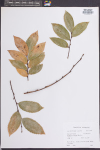 Ulmus alata image