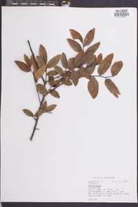 Ulmus alata image