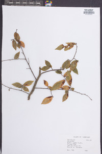 Ulmus alata image