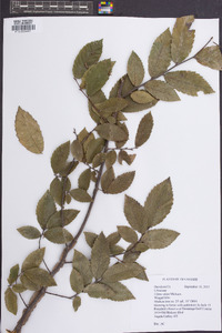 Ulmus alata image