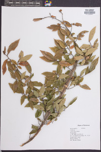 Ulmus alata image