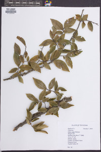 Ulmus alata image