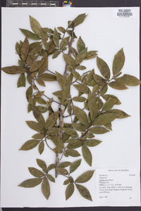 Ulmus alata image