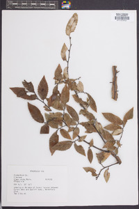 Ulmus alata image