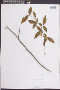 Ulmus alata image