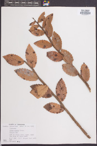 Ulmus alata image