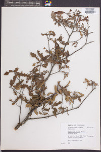 Ulmus alata image