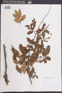 Ulmus alata image