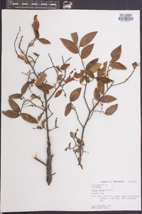 Ulmus alata image