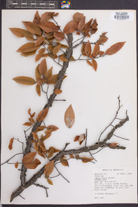 Ulmus alata image