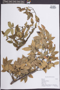 Ulmus alata image