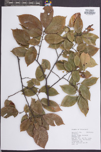 Ulmus alata image